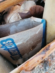 Camponotus conspicuus