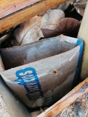 Camponotus conspicuus