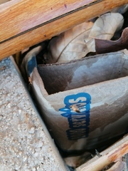 Camponotus conspicuus