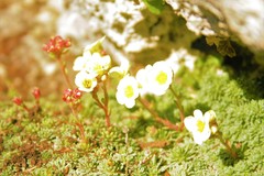 Saxifraga marginata