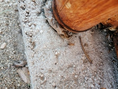 Camponotus conspicuus