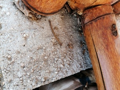 Camponotus conspicuus