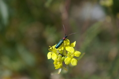 Cartallum ebulinum