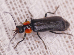 Cantharis tuberculata
