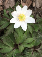 Anemonoides nemorosa