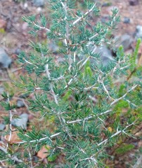 Asparagus mariae