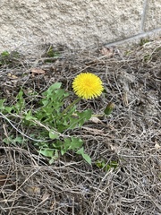 Taraxacum