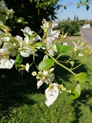 Bougainvillea spectabilis