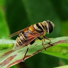 Palpada vinetorum