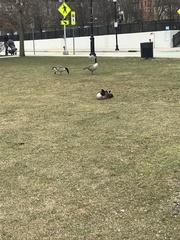 Branta canadensis