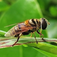 Palpada vinetorum