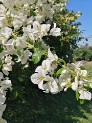 Bougainvillea spectabilis