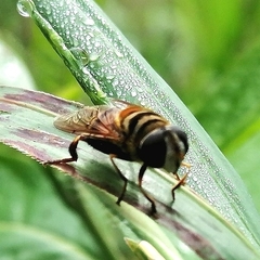Palpada vinetorum