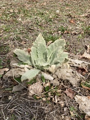 Verbascum thapsus