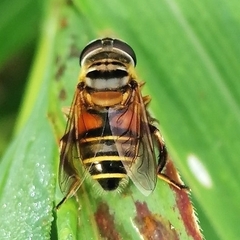 Palpada vinetorum