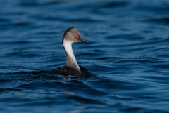 Silvery Grebe photo 5