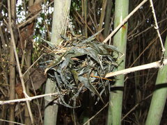 Muscardinus avellanarius