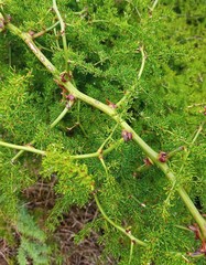 Asparagus multiflorus