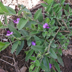 Polygala amatymbica