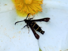 Sazonia fenusaeformis