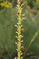 Eremurus turkestanicus