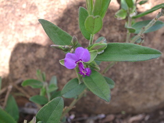 Polygala amatymbica