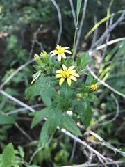 Trixis inula