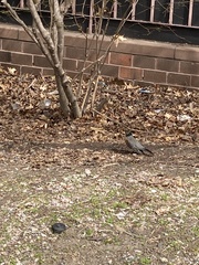 Turdus migratorius