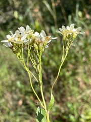 Senecio pentactinus