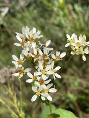 Senecio pentactinus