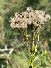 Senecio pentactinus