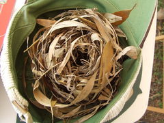 Muscardinus avellanarius