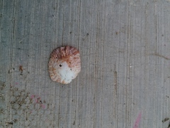 Crucibulum scutellatum