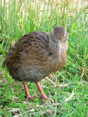 Gallirallus australis