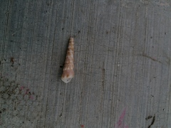 Turritella