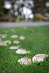 Agaricus xanthodermus