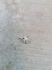 Fissurella microtrema