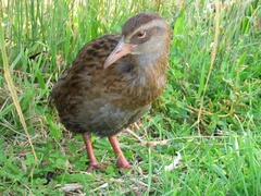 Gallirallus australis