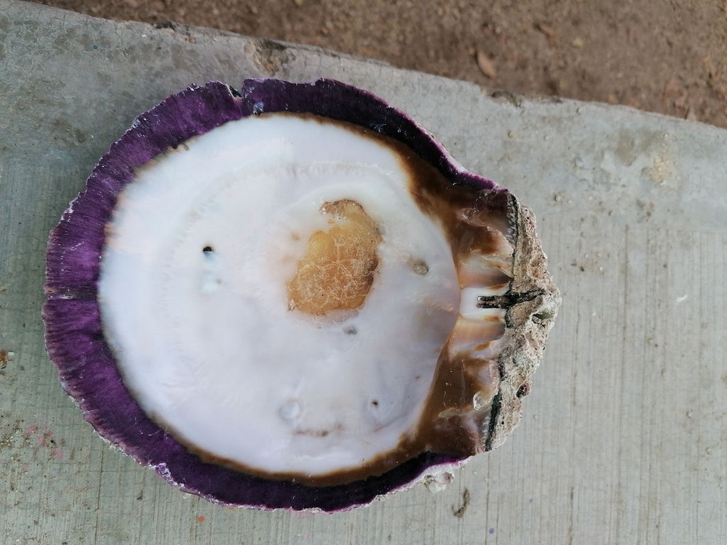Donkey Thorny Oyster