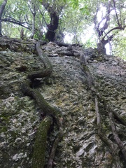 Griselinia lucida