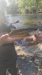 Micropterus henshalli