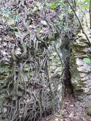 Griselinia lucida