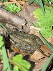 Pseudacris kalmi