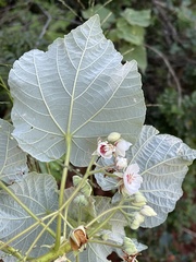 Dombeya pulchra