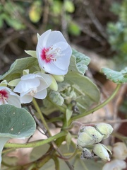 Dombeya pulchra
