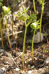 Helleborus cyclophyllus
