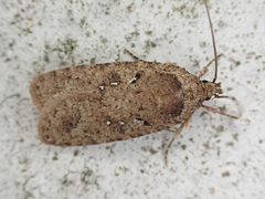 Agonopterix heracliana