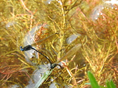 Argia rhoadsi