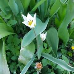 Tulipa bifloriformis