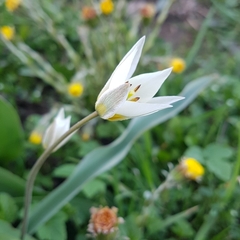 Tulipa bifloriformis